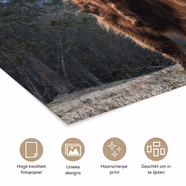Schotse hooglander - Berg - Landschap - Bomen - Koe - Natuur poster papier klein -closeup_NL