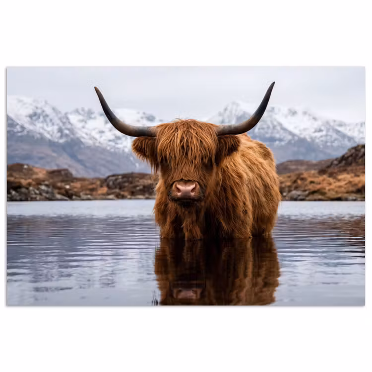 Schotse hooglander - Bruin - Water poster papier klein -3d