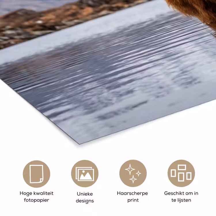 Schotse hooglander - Bruin - Water poster papier klein -closeup_NL