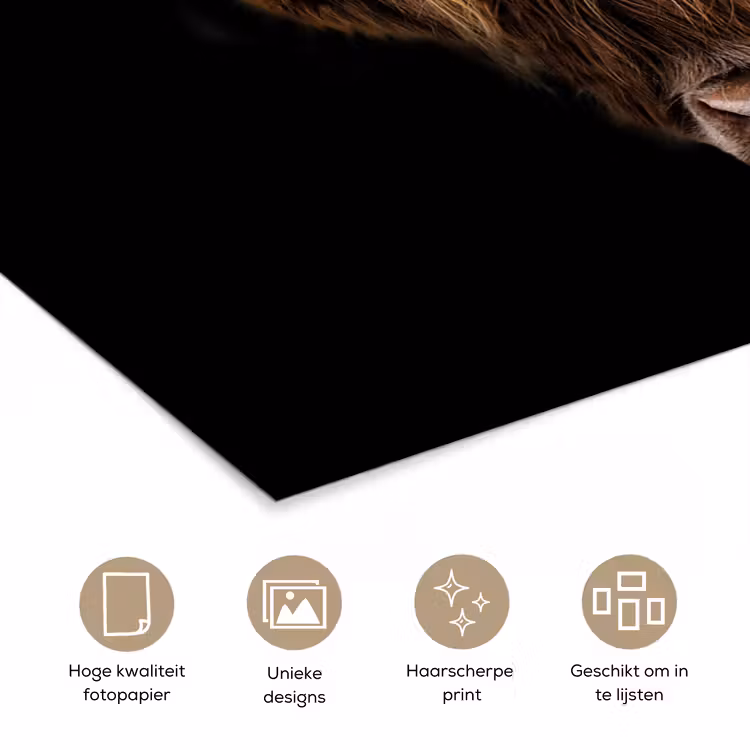Schotse Hooglander - Horens - Zwart - Dieren - Natuur - Wild - Koe poster papier klein -closeup_NL