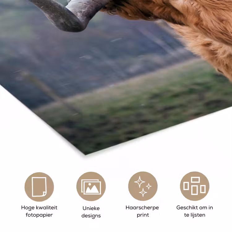 Schotse Hooglander - Koeienkop - Landschap - Natuur - Koe poster papier klein -closeup_NL