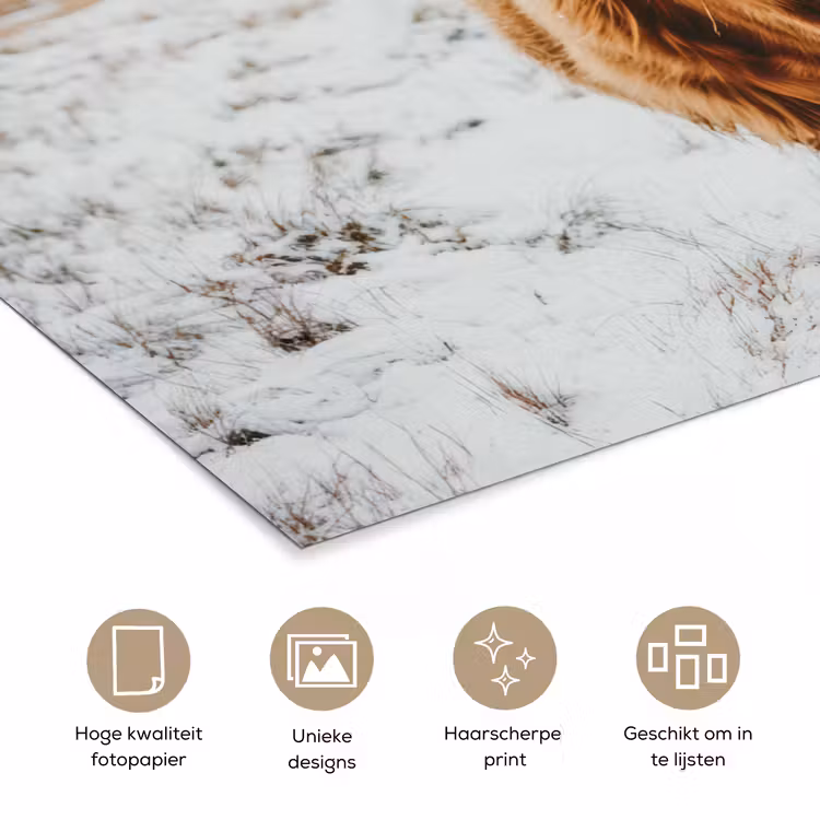 Schotse Hooglander - Landschap - Sneeuw - Bergen - Winter poster papier klein -closeup_NL