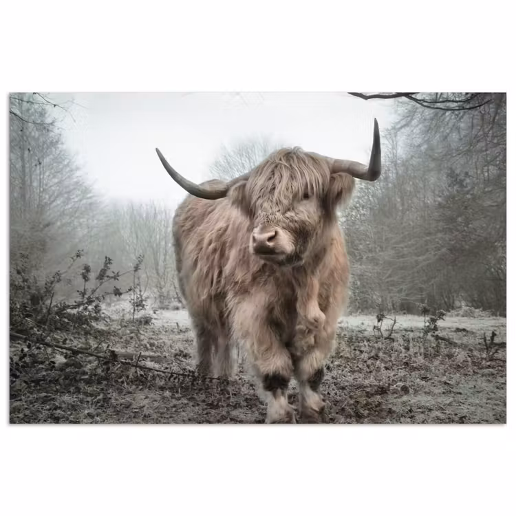 Schotse hooglander - Natuur - Herfst - Dieren - Wild - Bos poster papier klein -3d