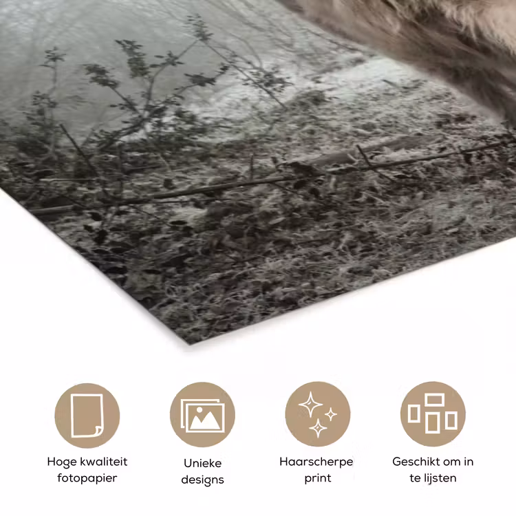 Schotse hooglander - Natuur - Herfst - Dieren - Wild - Bos poster papier klein -closeup_NL