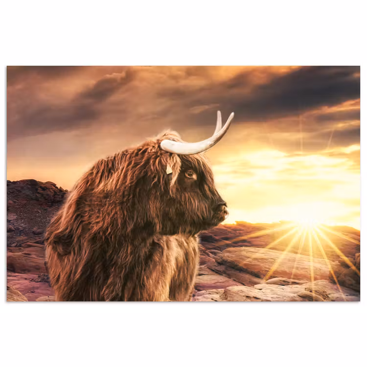 Schotse hooglander - Zon - Horizon - Koe - Dieren poster papier klein -3d