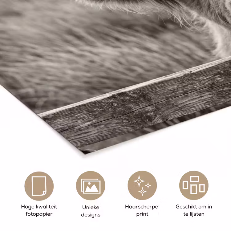 Schotse hooglander - Zwart - Wit - Hout poster papier klein -closeup_NL