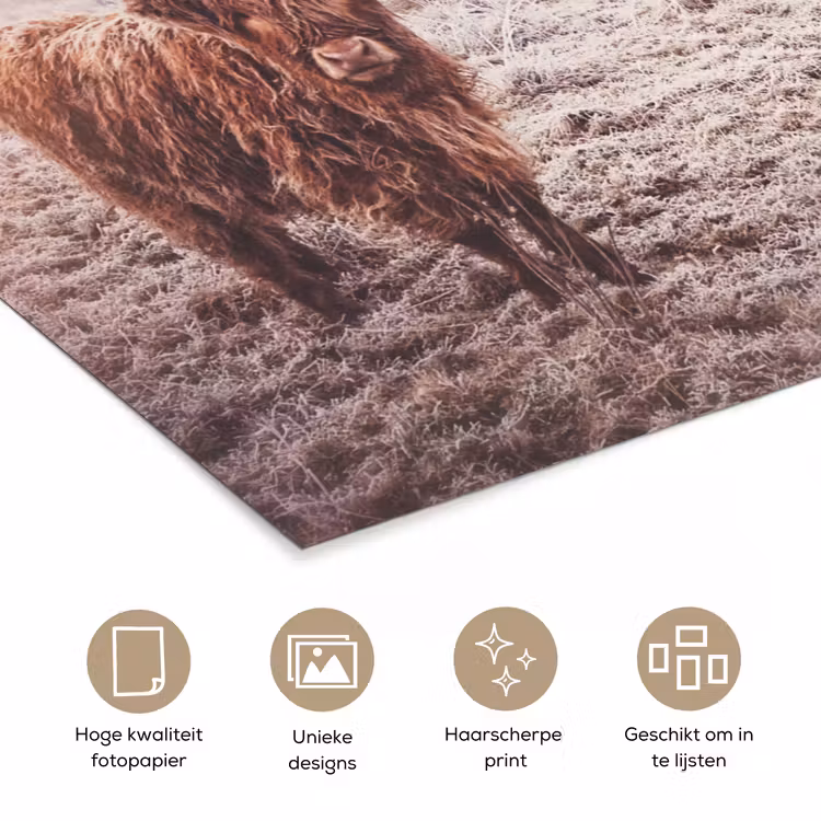 Schotse hooglanders - Licht - Lucht - Natuur poster papier klein -closeup_NL