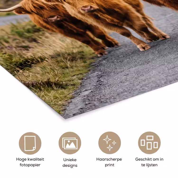 Schotse Hooglanders - Weg - Landschap - Kudde poster papier klein -closeup_NL