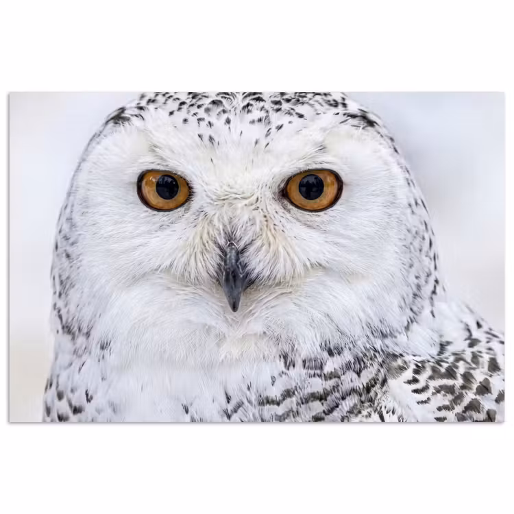 Sneeuwuil - Oog - Wildlife - Wit poster papier klein -3d