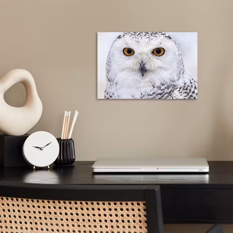 Sneeuwuil - Oog - Wildlife - Wit poster papier klein -sfeer1