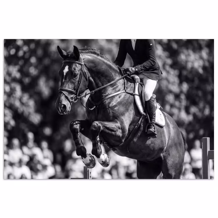 Springen - Paard - Zwart - Wit poster papier klein -3d
