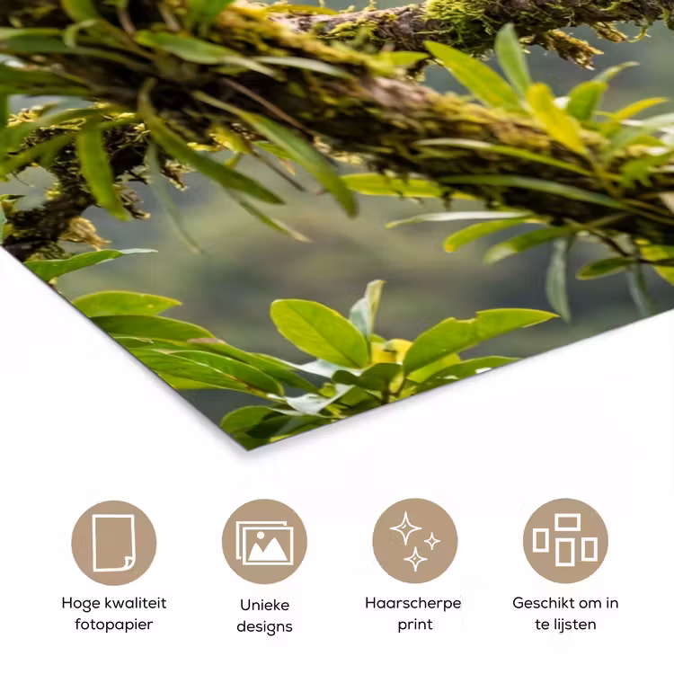 Toekan - Jungle - Natuur - Kleurrijk poster papier klein -closeup_NL