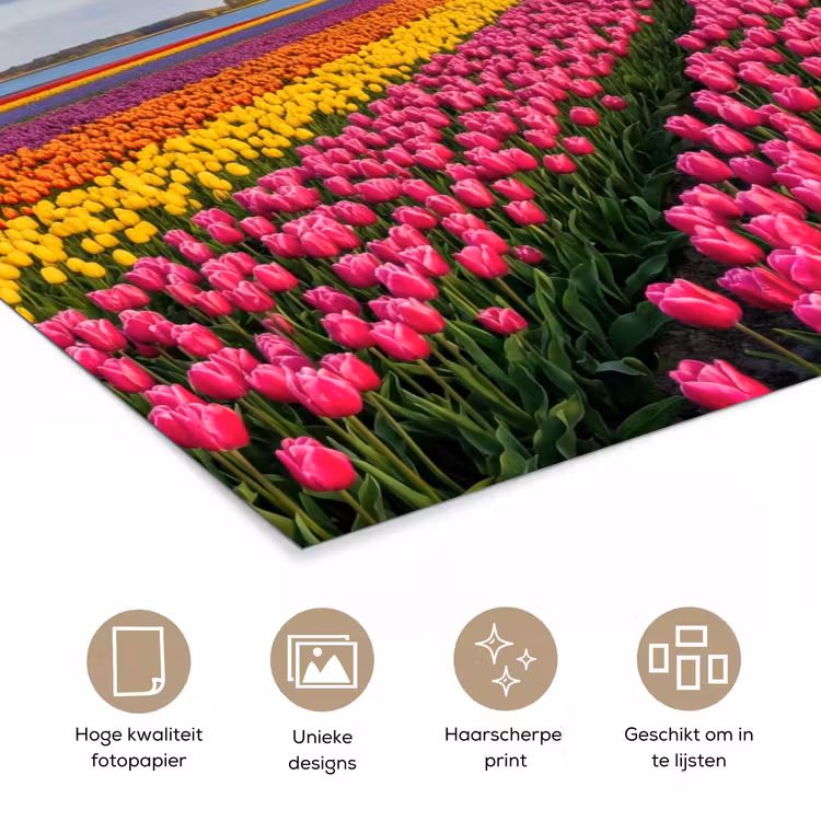 Tulpen - Holland - Molen - Kleurrijk poster papier klein -closeup_NL
