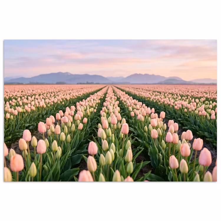 Tulpen - Landschap - Roze poster papier klein -3d