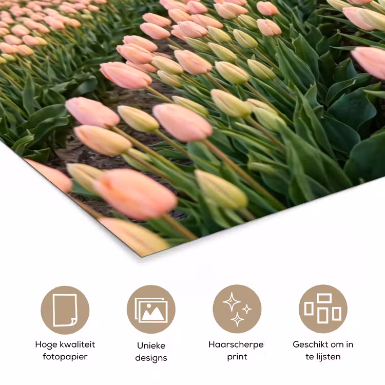 Tulpen - Landschap - Roze poster papier klein -closeup_NL