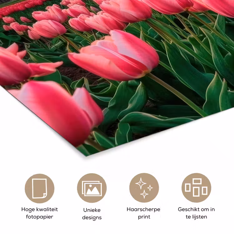 Tulpen - Molen - Nederland poster papier klein -closeup_NL