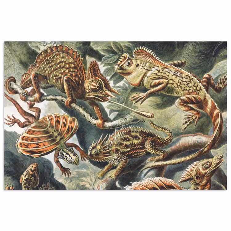 Vintage - Kunst - Ernst Haeckel - Salamanders - Dieren poster papier klein -3d
