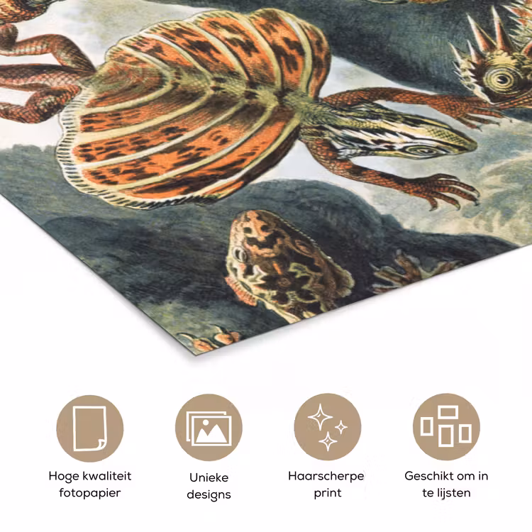 Vintage - Kunst - Ernst Haeckel - Salamanders - Dieren poster papier klein -closeup_NL