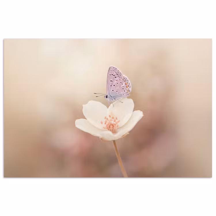 Vlinder - Bloem - Blauw poster papier klein -3d