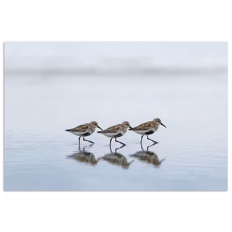 Vogels - Water - Grijs poster papier klein -3d