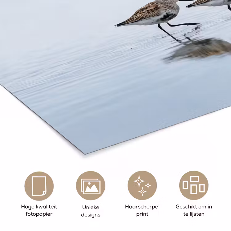 Vogels - Water - Grijs poster papier klein -closeup_NL