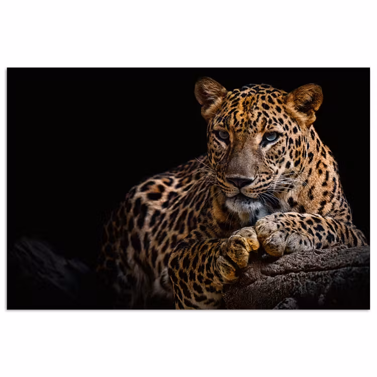 Wilde dieren - Panter - Portret - Zwart - Dieren poster papier klein -3d