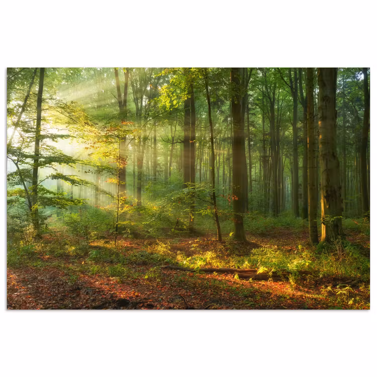 Zon - Bos - Bomen - Natuur - Herfst poster papier klein -3d