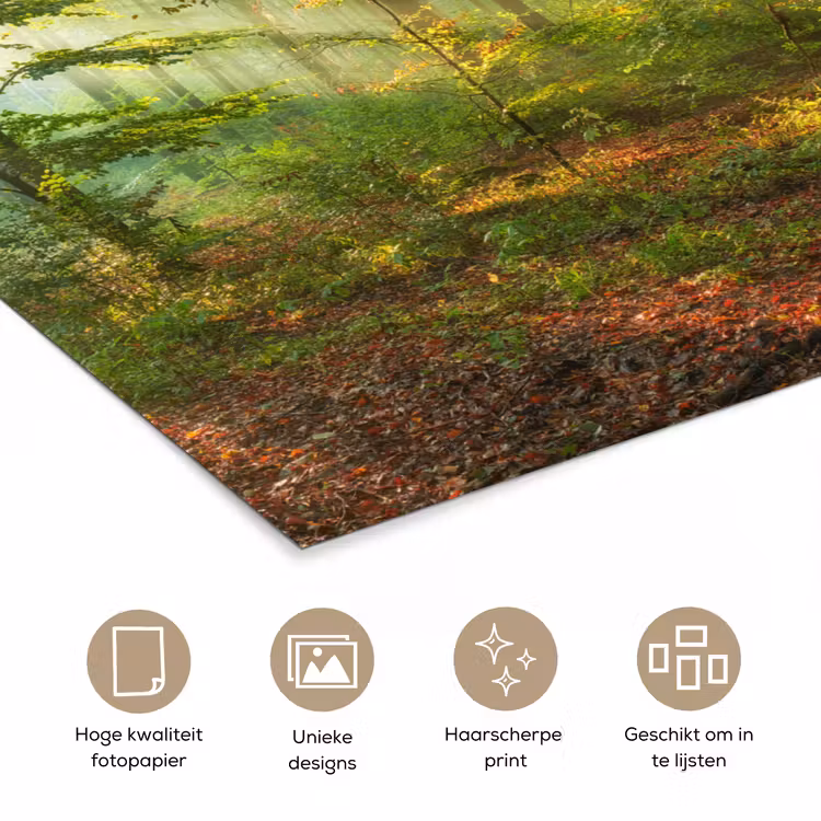 Zon - Bos - Bomen - Natuur - Herfst poster papier klein -closeup_NL