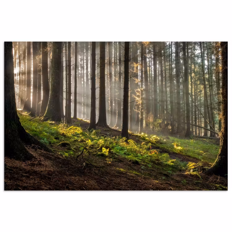 Zon - Takken - Bomen - Bos - Natuur poster papier klein -3d