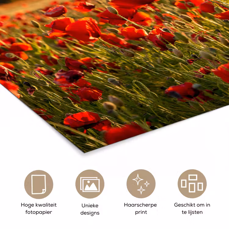 Zonsondergang - Klaprozen - Rood - Bloemen - Veld - Natuur poster papier klein -closeup_NL
