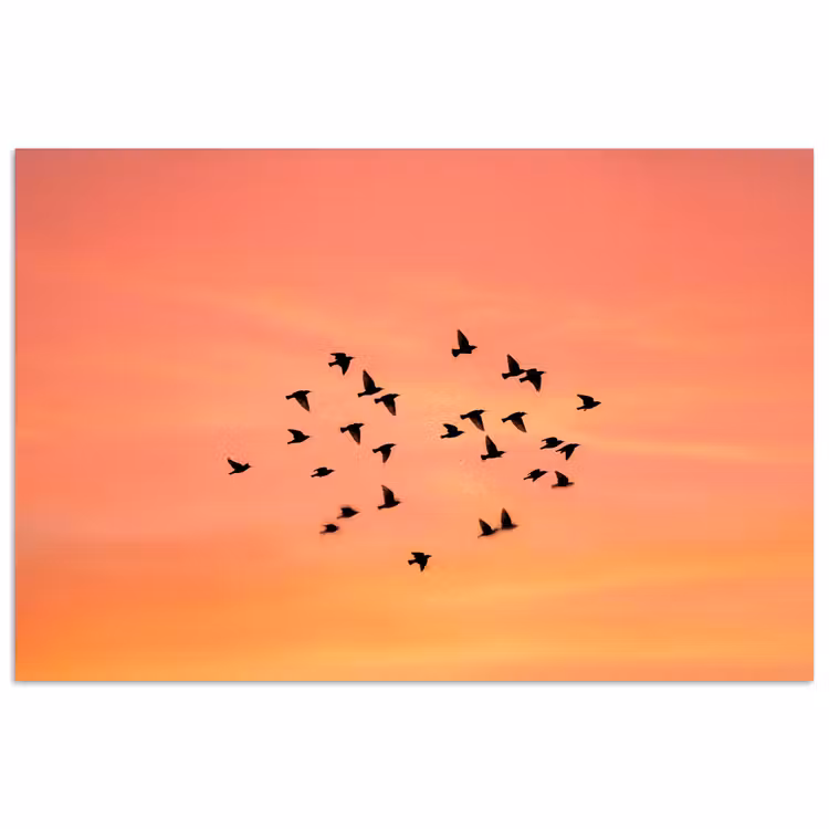 Zwerm - Vogels - Oranje poster papier klein -3d