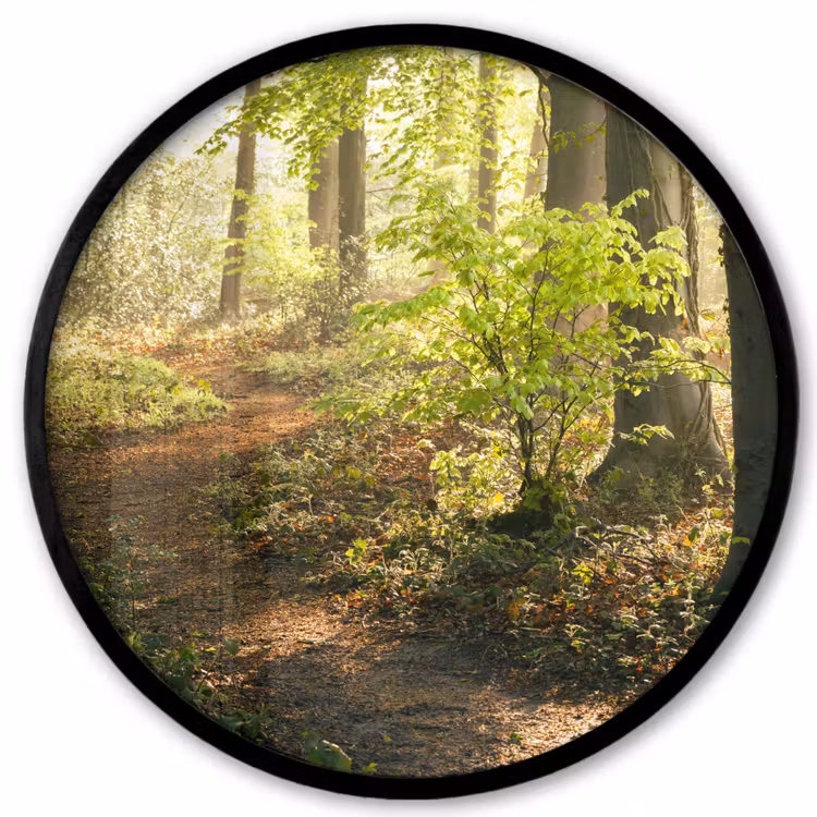 Bos - Bomen - Pad - Zon - Planten - Bladeren - Natuur Fotolijst rond zonder passe partout klein -3d