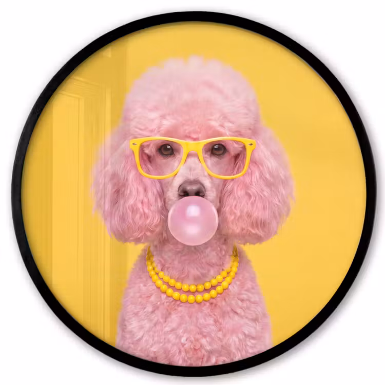 Hond - Kauwgum - Dieren - Modern - Roze Fotolijst rond zonder passe partout klein -3d