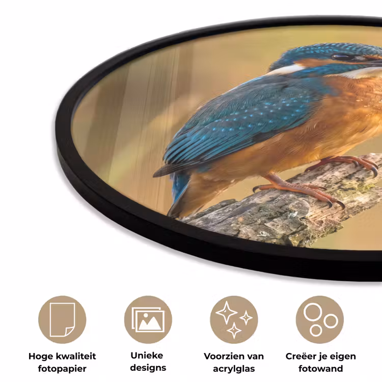 IJsvogel - Tak - Water - Kleurrijk - Levendig Fotolijst rond zonder passe partout klein -closeup_NL