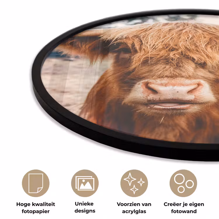 Koe- Schotse hooglander - Hoorns - Bruin - Landschap Fotolijst rond zonder passe partout klein -closeup_NL
