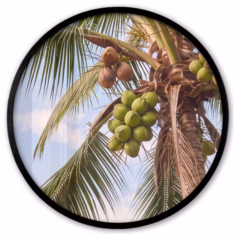 Kokosnoot - Boom - Tropisch - Natuur - Groen Fotolijst rond zonder passe partout klein -3d