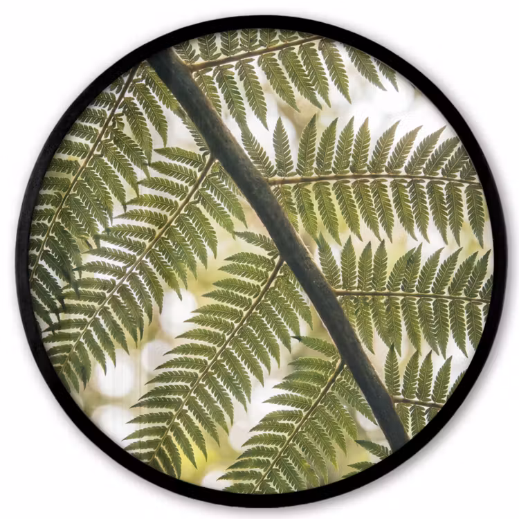 Plant - Blad - Natuur - Groen - Detail Fotolijst rond zonder passe partout klein -3d