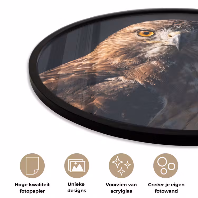 Roofvogel - Buizerd - Bruin Fotolijst rond zonder passe partout klein -closeup_NL