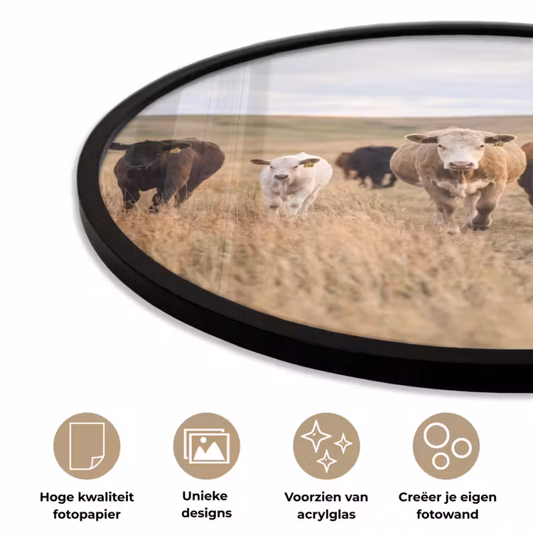 Runderen - Kudde - Landschap - Weide - Rustig Fotolijst rond zonder passe partout klein -closeup_NL