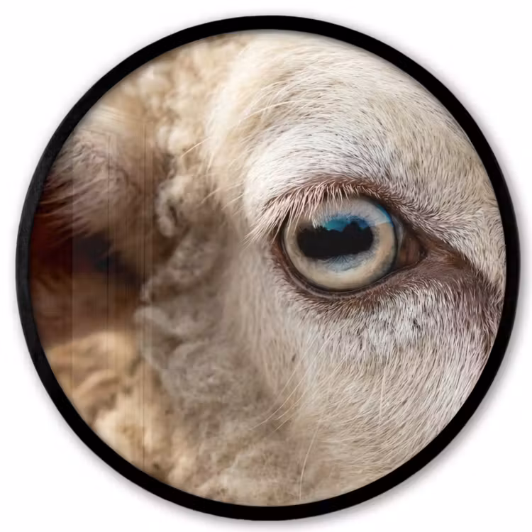 Schaap - Oog - Wit Fotolijst rond zonder passe partout klein -3d