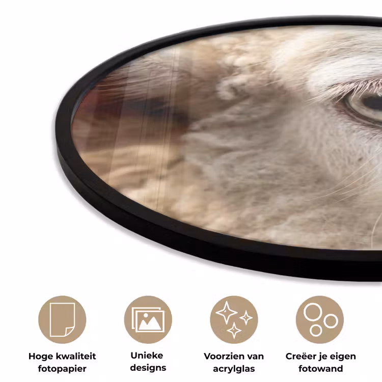 Schaap - Oog - Wit Fotolijst rond zonder passe partout klein -closeup_NL