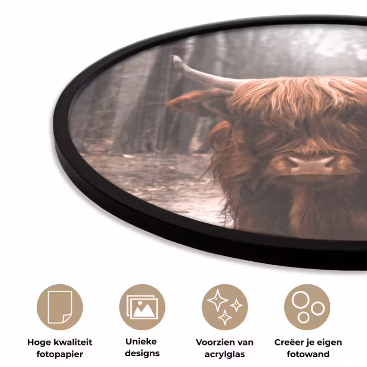 Schotse hooglander - Bos - Koe - Dieren - Natuur Fotolijst rond zonder passe partout klein -closeup_NL