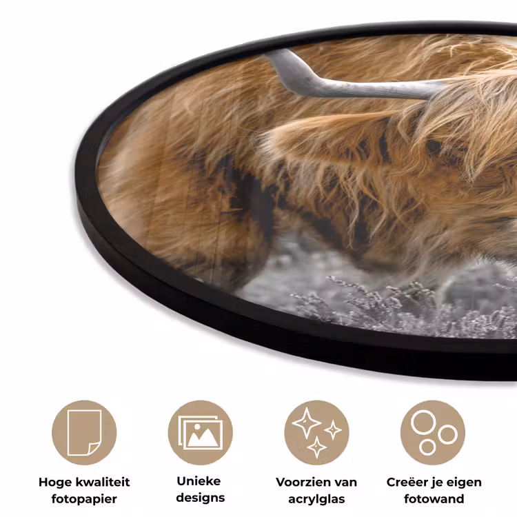 Schotse Hooglander - Dieren - Bruin - Koe - Zwart - Wit - Natuur Fotolijst rond zonder passe partout klein -closeup_NL