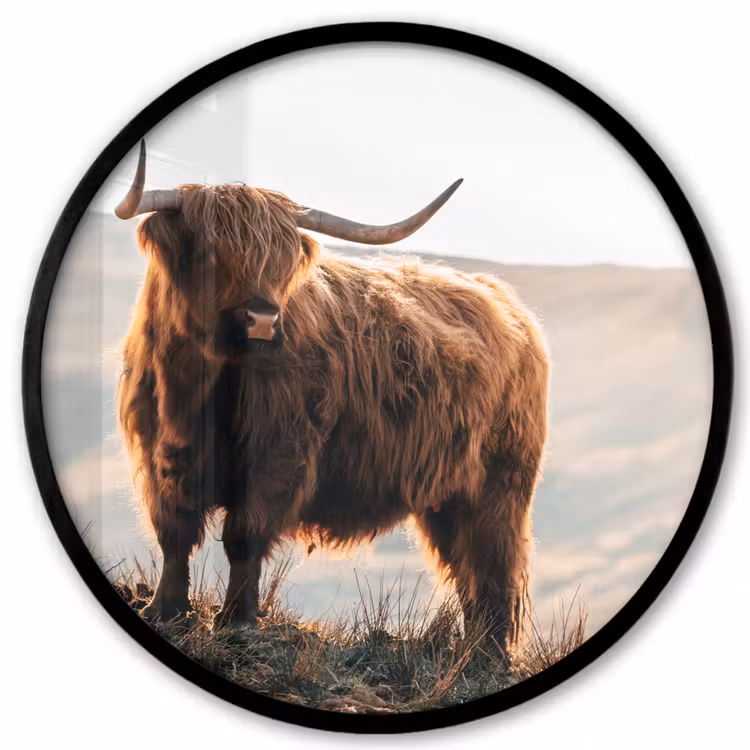 Schotse hooglander - Dieren - Landelijk - Landschap - Koe - Natuur Fotolijst rond zonder passe partout klein -3d