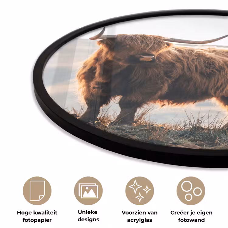 Schotse hooglander - Dieren - Landelijk - Landschap - Koe - Natuur Fotolijst rond zonder passe partout klein -closeup_NL