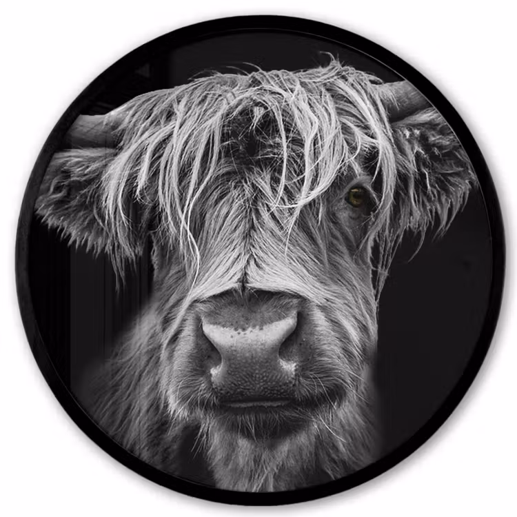 Schotse Hooglander - Horens - Zwart - Wit - Koe - Wild - Dieren Fotolijst rond zonder passe partout klein -3d