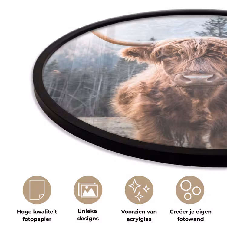 Schotse hooglander - Koe - Dieren - Berg - Natuur Fotolijst rond zonder passe partout klein -closeup_NL