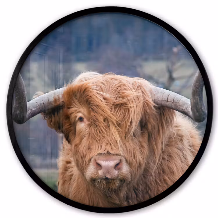 Schotse Hooglander - Koeienkop - Landschap - Natuur - Koe Fotolijst rond zonder passe partout klein -3d