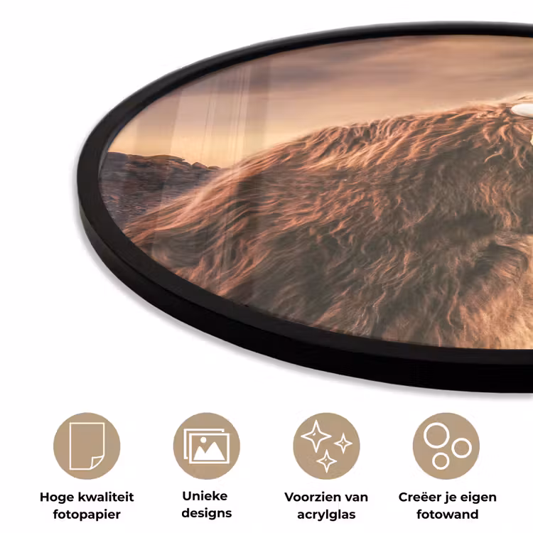 Schotse hooglander - Zon - Horizon - Koe - Dieren Fotolijst rond zonder passe partout klein -closeup_NL
