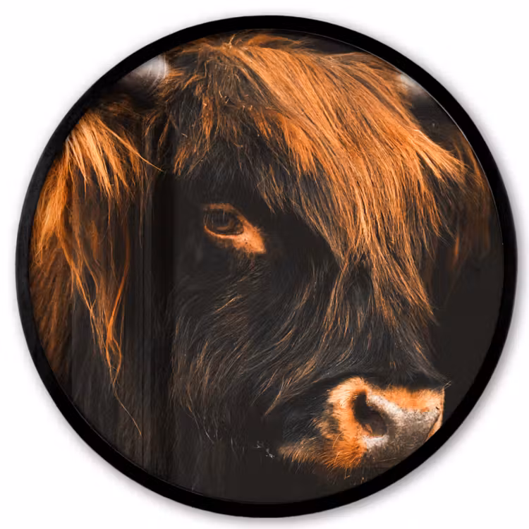 Schotse hooglander - Zwart - Koe - Hoorn - Dieren Fotolijst rond zonder passe partout klein -3d
